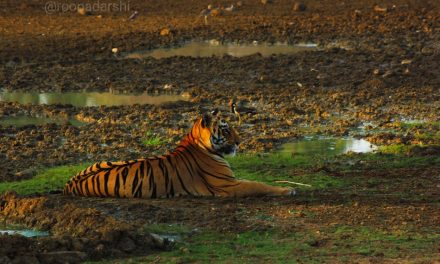 ರೂಪದರ್ಶಿ ಜಿ. ವೆಂಕಟೇಶ್ ತೆಗೆದ ಹುಲಿಯ ಚಿತ್ರ