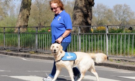 ಗೈಡ್ ಡಾಗ್ ಎಂಬ ಸಜ್ಜನ ಪ್ರಜೆ: ವಿನತೆ ಶರ್ಮಾ ಅಂಕಣ.