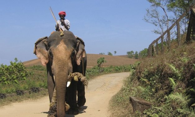 ಅಬ್ಬಾಸಾಕನ ಮನೆಗೆ ಬಂದ ಕರ್ಣುವಿನ ಆನೆ: ಮುನವ್ವರ್ ಪರಿಸರ ಕಥನ