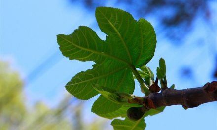 ಬಸರಿಮರ ಮತ್ತು ವಿಷಪೂರಿತ ಅಣಬೆ: ಮುನವ್ವರ್ ಬರೆಯುವ ಪರಿಸರ ಕಥನ
