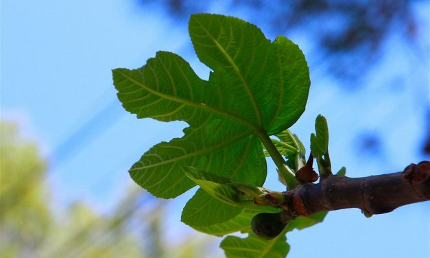 ಬಸರಿಮರ ಮತ್ತು ವಿಷಪೂರಿತ ಅಣಬೆ: ಮುನವ್ವರ್ ಬರೆಯುವ ಪರಿಸರ ಕಥನ