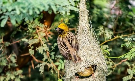 ಗಗನ್ ಬೂಸ್ನೂರ್ ತೆಗೆದ ಈ ದಿನದ ಚಿತ್ರ