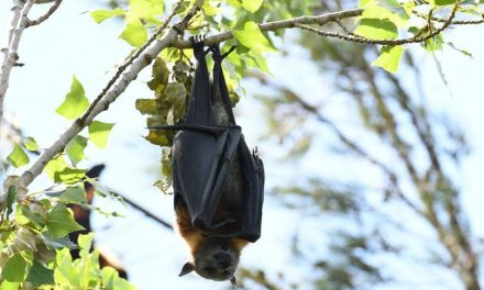 ಹುಣಸೇ ಮರದಡಿಯಲ್ಲಿ ಕಂಡ ಪ್ರೇತ: ಮುನವ್ವರ್ ಜೋಗಿಬೆಟ್ಟು ಕಥನ