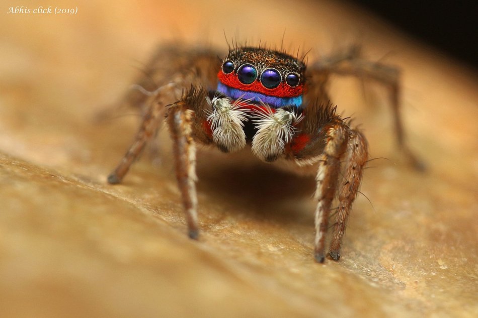 ಡಾ.ಅಭಿಜಿತ್ ತೆಗೆದ ಸ್ಟನೆಲುರಿಲಸ್ (Stenaelurillus lesserti ) ಜೇಡದ ಚಿತ್ರ