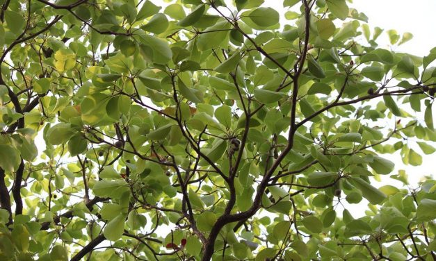 ಶಾಂತಿ ಮರದ ಬಳಿ ಜಂಗಮ ಮುಳ್ಳು ಪೊದೆ: ಮುನವ್ವರ್ ಜೋಗಿಬೆಟ್ಟು ಅಂಕಣ