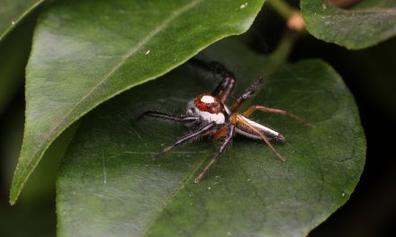 ಕಿರಣ್ ಬಾಗಡೆ ತೆಗೆದ ಈ ದಿನದ ಚಿತ್ರ