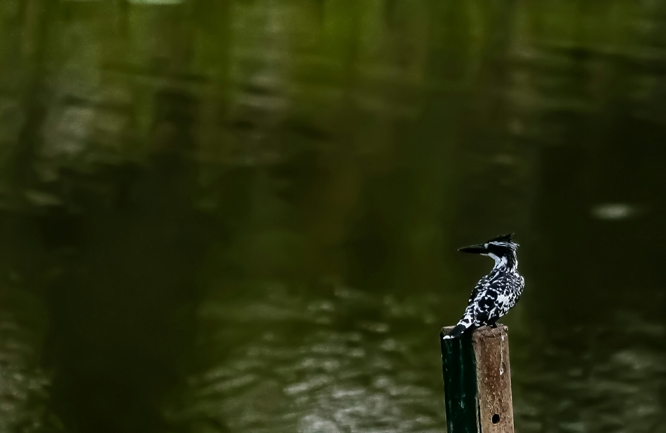 ಗಗನ್ ಬೂಸ್ನೂರ್ ತೆಗೆದ ಈ ದಿನದ ಚಿತ್ರ