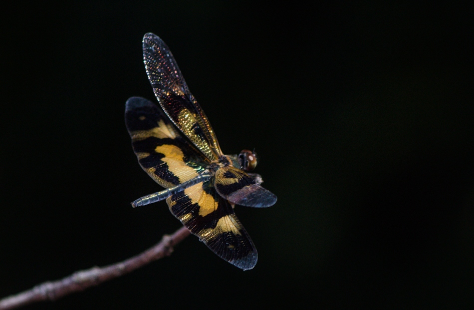 ತುಷಾರ್ ರಾಜೇಶ್ ತೆಗೆದ ವಿಂಗ್ ಡ್ರ್ಯಾಗನ್ ಫ್ಲೈ ನ ಚಿತ್ರ