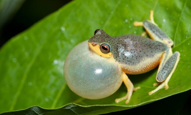 ಕಪ್ಪೆ-ಮೀನುಗಳೂ ಮತ್ತು ತುಂಟ ಹುಡುಗರು: ಮುನವ್ವರ್ ಜೋಗಿಬೆಟ್ಟು ಅಂಕಣ