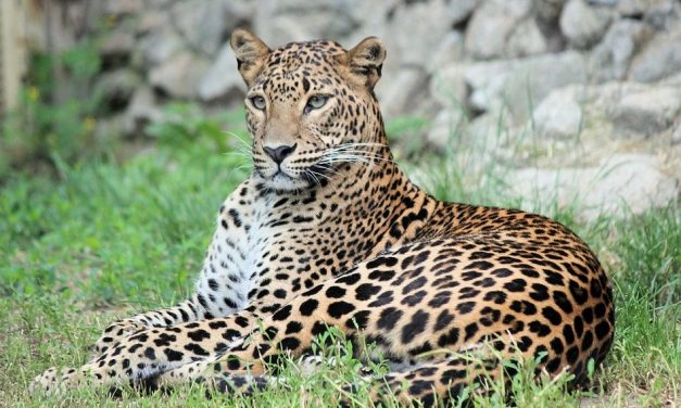 ಜೋಗಿಬೆಟ್ಟುವಿನಲ್ಲಿ ಚಿರತೆ: ಮುನವ್ವರ್ ಜೋಗಿಬೆಟ್ಟು ಅಂಕಣ