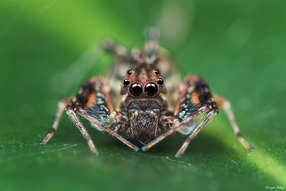 ಜೇಡ ಕಡಿಸಿಕೊಂಡವ ನೀನು, ಸ್ಪೈಡರ್ ಮ್ಯಾನ್ ಆಗ್ತೀಯ! : ಮುನವ್ವರ್ ಜೋಗಿಬೆಟ್ಟು ಅಂಕಣ