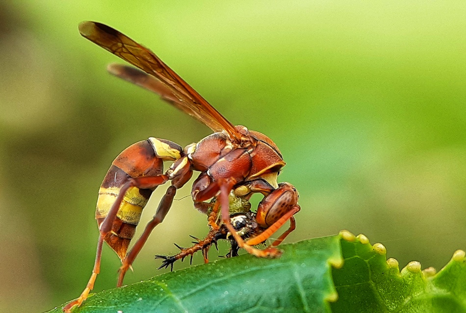 ಕೃಷ್ಣ ದೇವಾಂಗಮಠ ತೆಗೆದ ಈ ದಿನದ ಚಿತ್ರ