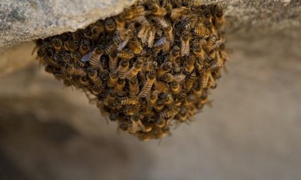 ಏನು ಏನು ಜೇನು ಜೇನು: ಕೆ. ವಿ. ತಿರುಮಲೇಶ್ ಲೇಖನ