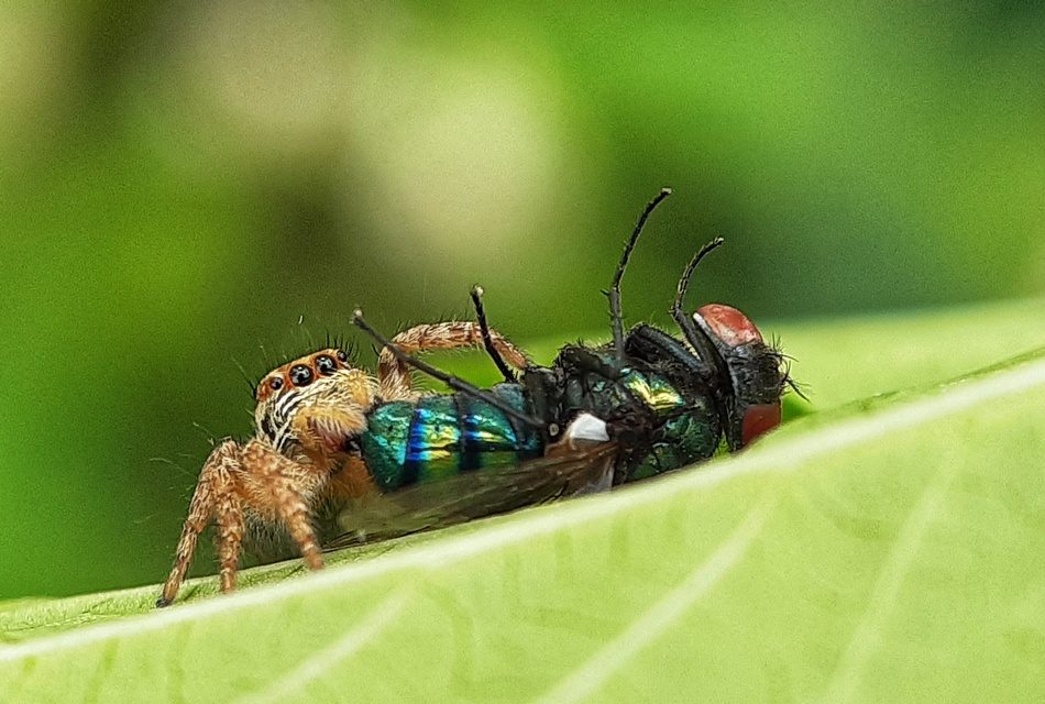 ಕೃಷ್ಣ ದೇವಾಂಗಮಠ ತೆಗೆದ ಈ ದಿನದ ಚಿತ್ರ
