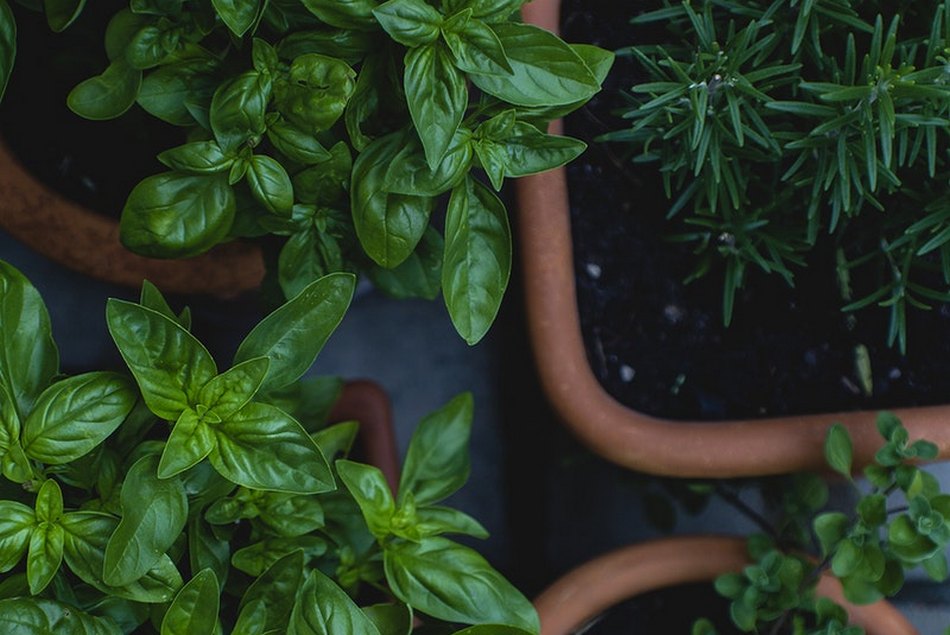 ಶ್ರೀಸಾಮಾನ್ಯರ ಹಸಿರು ಕ್ರಾಂತಿ ಕಥೆಗಳು: ವಿನತೆ ಶರ್ಮಾ ಅಂಕಣ