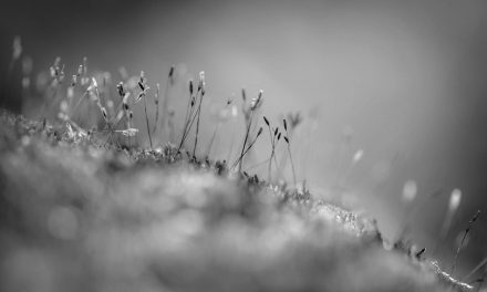 ರಾಜು ಹೆಗಡೆ ಬರೆದ ಈ ದಿನದ ಕವಿತೆ