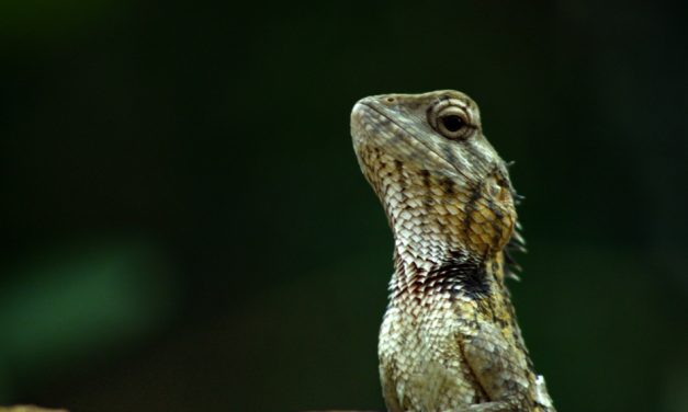 ಕೃಷ್ಣ ದೇವಾಂಗಮಠ ತೆಗೆದ ಈ ದಿನದ ಚಿತ್ರ