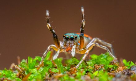 ಮೋಹಿತ್ ಶೆಣೈ ಕೆ. ತೆಗೆದ ಈ ದಿನದ ಚಿತ್ರ