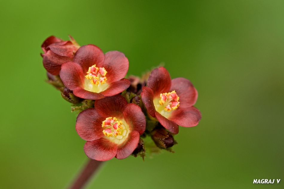 ನಾಗರಾಜ್ ವೀರಾಸ್ವಾಮಿ ತೆಗೆದ ಈ ದಿನದ ಚಿತ್ರ