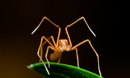 ಮೋಹಿತ್ ಶೆಣೈ ಕೆ. ತೆಗೆದ ಈ ದಿನದ ಚಿತ್ರ