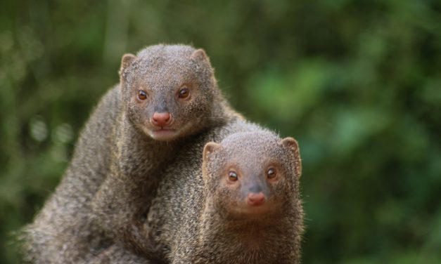 ಕೃಷ್ಣ ದೇವಾಂಗಮಠ ತೆಗೆದ ಈ ದಿನದ ಚಿತ್ರ