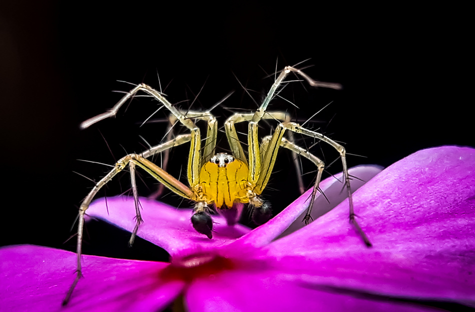 ಕೃಷ್ಣ ದೇವಾಂಗಮಠ ತೆಗೆದ ಈ ದಿನದ ಚಿತ್ರ