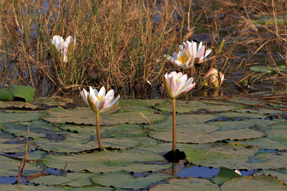 ಡಾ. ವಾಣಿ ಮಹೇಶ ತೆಗೆದ ಈ ದಿನದ ಚಿತ್ರ