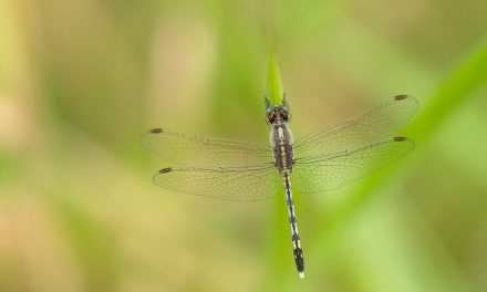 ನಾಗರಾಜ್ ವೀರಾಸ್ವಾಮಿ ತೆಗೆದ ಈ ದಿನದ ಚಿತ್ರ