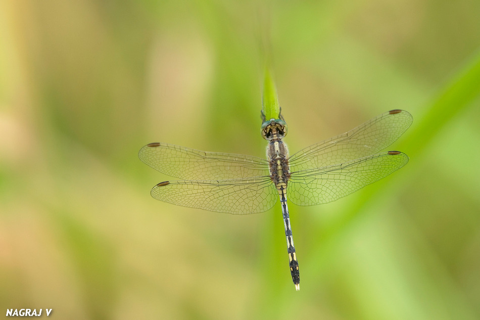 ನಾಗರಾಜ್ ವೀರಾಸ್ವಾಮಿ ತೆಗೆದ ಈ ದಿನದ ಚಿತ್ರ