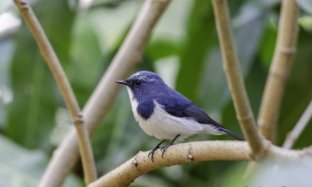 ವೆಂಕಟೇಶ್ ಪ್ರಸಾದ್ ತೆಗೆದ ಈ ದಿನದ ಚಿತ್ರ