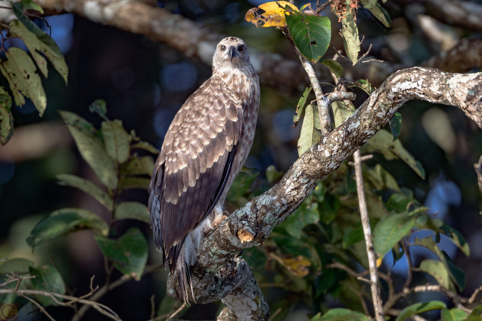ಮಂಜುಳಾ ದೇಸಾಯಿ ತೆಗೆದ ಈ ದಿನದ ಚಿತ್ರ
