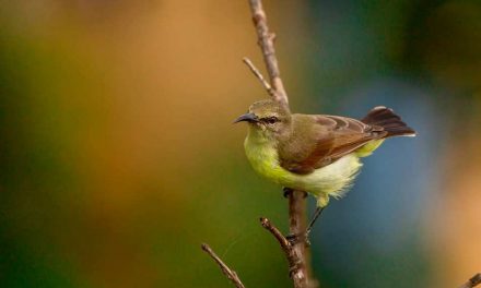 ತುಷಾರ್‌ ರಾಜೇಶ್‌ ತೆಗೆದ ಹೆಣ್ಣು ಖಗರತ್ನ ಹಕ್ಕಿಯ ಚಿತ್ರ