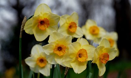 ಮುರಳಿ ಹತ್ವಾರ್ ಅನುವಾದಿಸಿದ ವಿಲಿಯಮ್ ವರ್ಡ್ಸವರ್ಥ್ ನ ಒಂದು ಕವಿತೆ