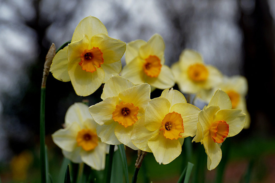 ಮುರಳಿ ಹತ್ವಾರ್ ಅನುವಾದಿಸಿದ ವಿಲಿಯಮ್ ವರ್ಡ್ಸವರ್ಥ್ ನ ಒಂದು ಕವಿತೆ