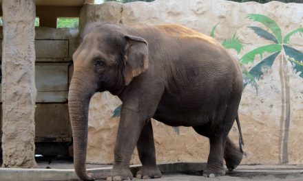 ಆನೆ ಬಂತೊಂದಾನೆ… ಅಲ್ಲ.. ಮೂರಾನೆ!