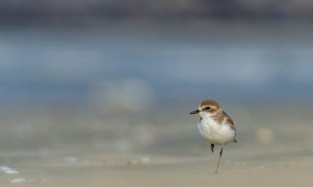 ವೆಂಕಟೇಶ್ ಪ್ರಸಾದ್ ತೆಗೆದ ಈ ದಿನದ ಚಿತ್ರ