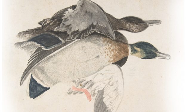 ಸಿಂಗರನ ಬಾಲ್ಯಕಾಲದ ಕಥನ: ‘ಹೆಬ್ಬಾತುಗಳು ಏಕೆ ಅರಚಿದವು..?’