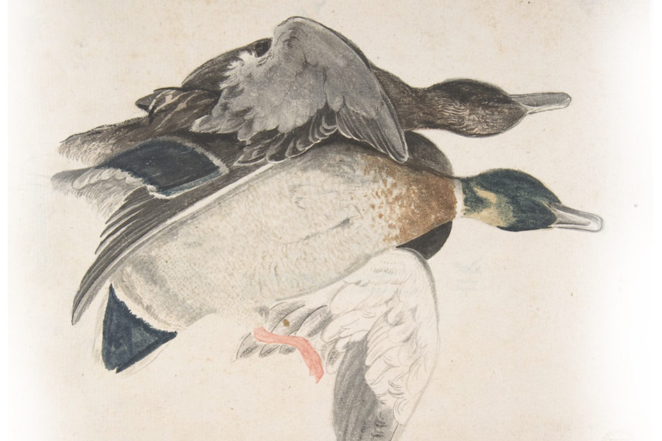 ಸಿಂಗರನ ಬಾಲ್ಯಕಾಲದ ಕಥನ: ‘ಹೆಬ್ಬಾತುಗಳು ಏಕೆ ಅರಚಿದವು..?’