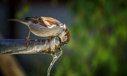 ಇಲ್ಲೇ ಆಡಿಕೊಂಡಿದ್ದ ಗುಬ್ಬಚ್ಚಿ ಎಲ್ಲಿಗೆ ಹೋಯಿತು?