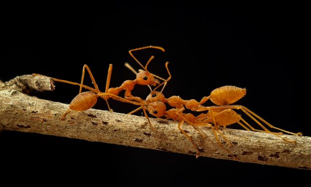 ಕೃಷ್ಣ ದೇವಾಂಗಮಠ ತೆಗೆದ ಈ ದಿನದ ಚಿತ್ರ