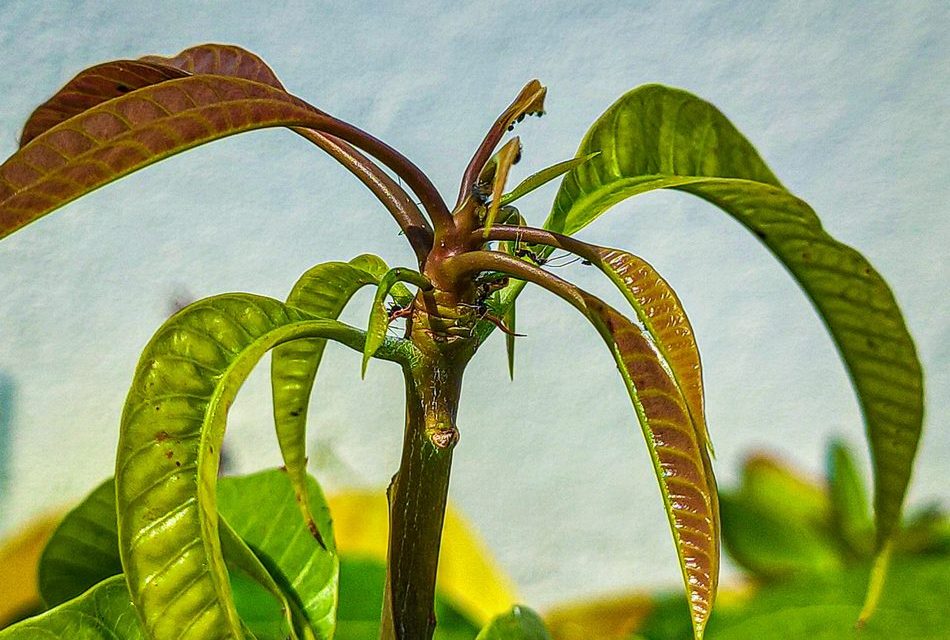 ಹಸಿರಿನ ಮಡಿಲಲ್ಲಿ ಕುಣಬಿಯವರ ಹಾಡುಹಬ್ಬ