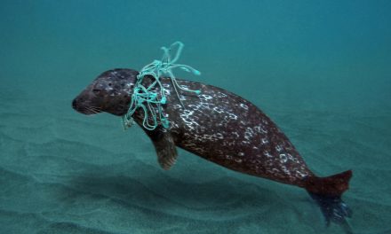 ಸಮುದ್ರಕ್ಕೆ ಅಂಟದಿರಲಿ ಸೋಂಕು