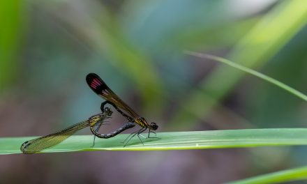 ವಿಪಿನ್‌ ಬಾಳಿಗಾ ತೆಗೆದ ಈ ದಿನದ ಚಿತ್ರ