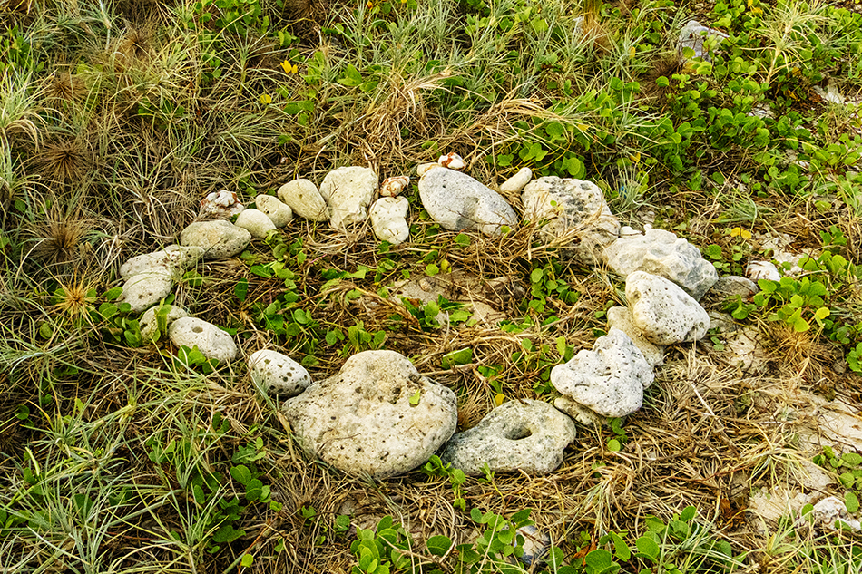 ಹಸಿರು ಕಡಲ ಹೆಣ್ಣಾಮೆಯ ಪ್ರಸವ ಪ್ರಸಂಗ