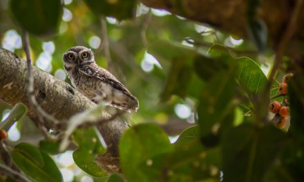 ಕೃಷ್ಣ ದೇವಾಂಗಮಠ ತೆಗೆದ ಈ ದಿನದ ಚಿತ್ರ