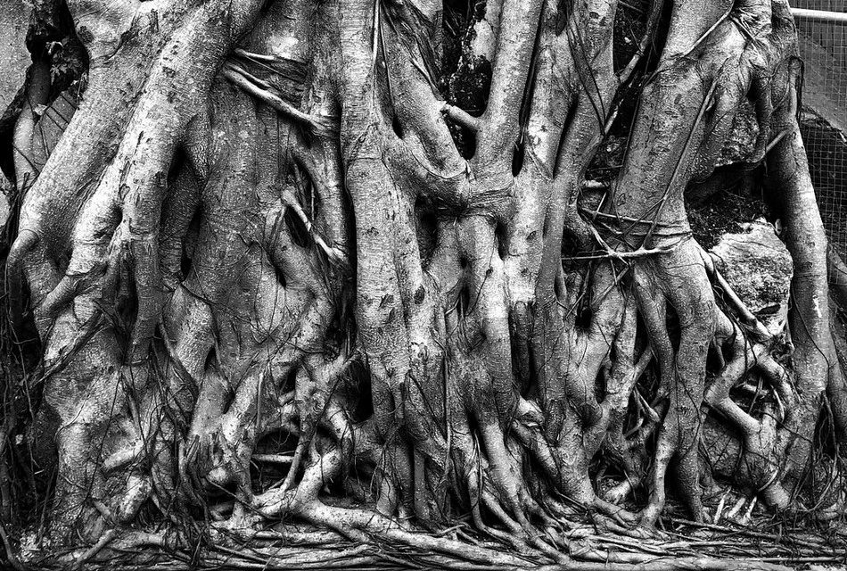 ಭೂಮಿಯಾಳದ ಬೇರುಗಳು: ಶಿವಶಂಕರ ಸೀಗೆಹಟ್ಟಿ ಬರೆದ ಈ ದಿನದ ಕವಿತೆ