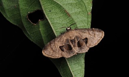 ಡಾ. ಅಭಿಜಿತ್‌ ಎಪಿಸಿ ತೆಗೆದ ಈ ದಿನದ ಚಿತ್ರ