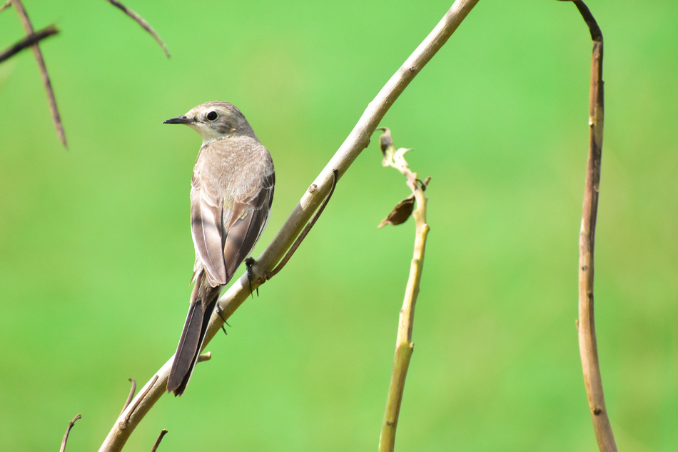 ಸಂದೀಪ್ ಶಾನಭೋಗ್ ತೆಗೆದ ಈ ದಿನದ ಚಿತ್ರ