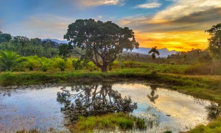 ಹರೀಶ್ ಗೌಡ ತೆಗೆದ ಈ ದಿನದ ಚಿತ್ರ