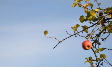 ಕರುಣೆ: ಡಾ.ನಾ. ಮೊಗಸಾಲೆ ಬರೆದ ಈ ದಿನದ ಕವಿತೆ